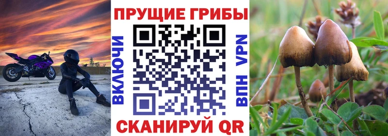 Галлюциногенные грибы Psilocybine cubensis  Бугульма 